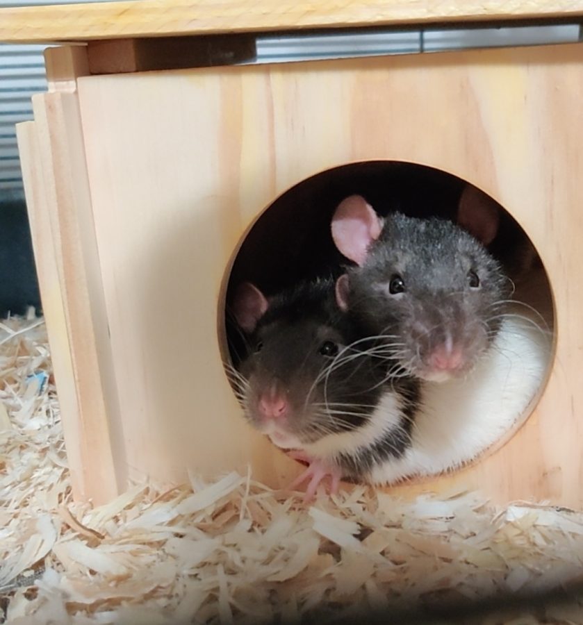 Two of my rats!
Mushroom (left), Pebble (right)