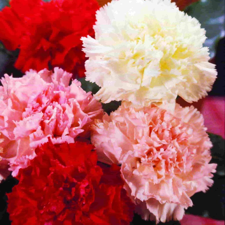 Carnation sales is on during all lunches