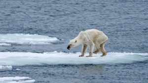 Climate Change is killing Polar Bears
