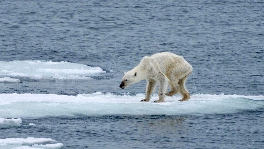 Climate+Change+is+killing+Polar+Bears