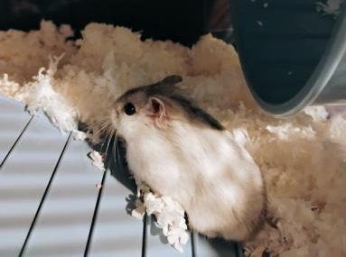 Tiful sitting in her cage.