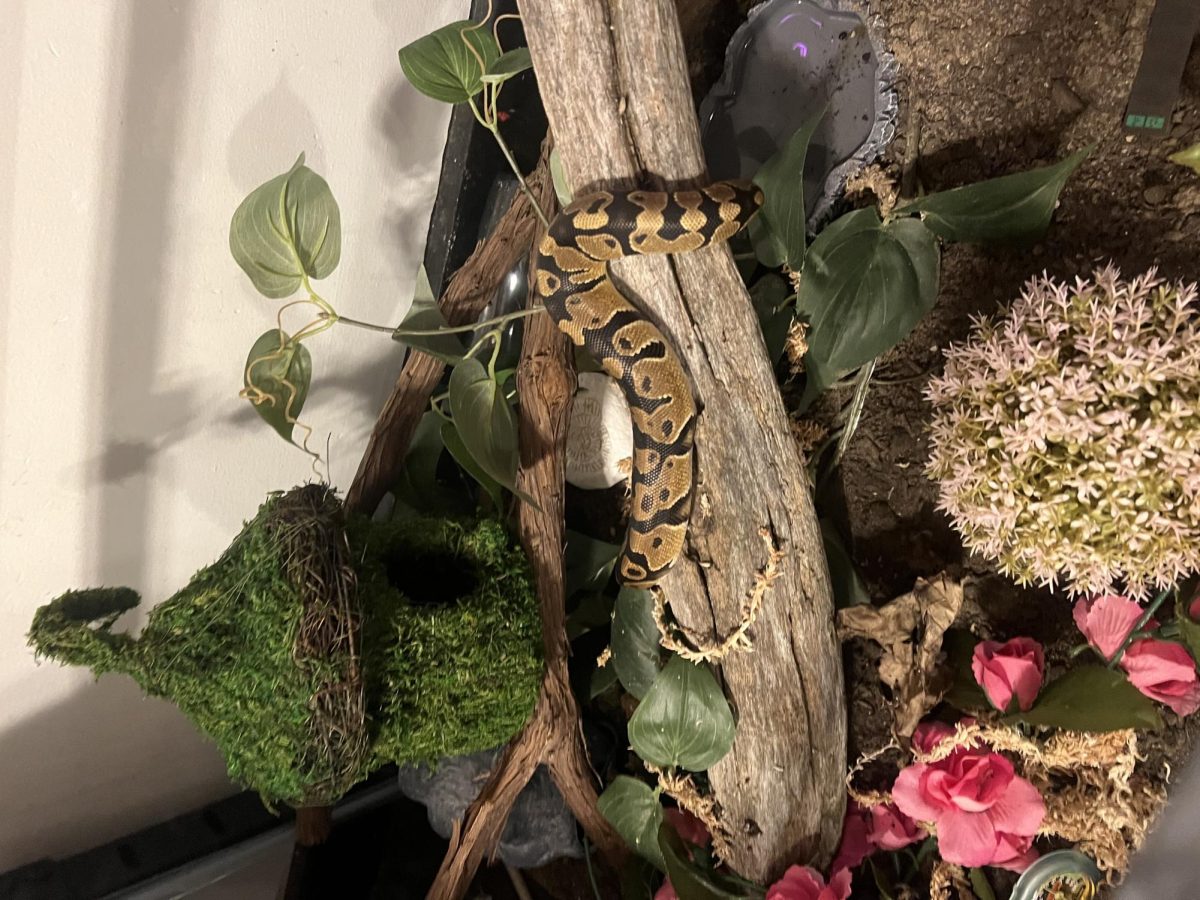 Pet Profile: Draco the Snake