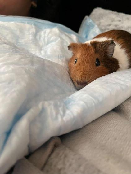 Hunny the guinea pig.