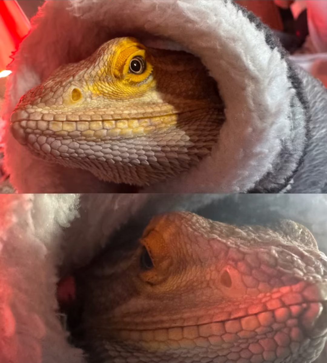 Hex the Bearded Dragon 