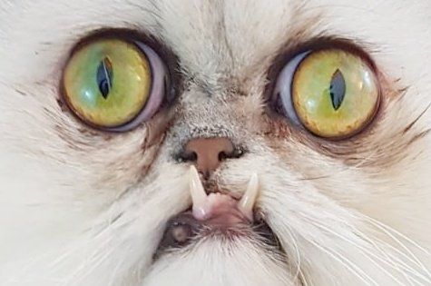 Top 5 Cats