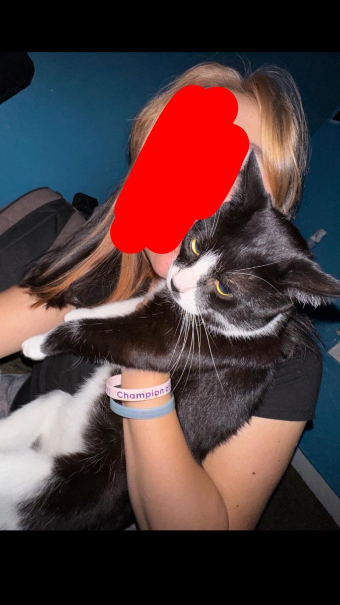Pet Profile: Steve the Cat