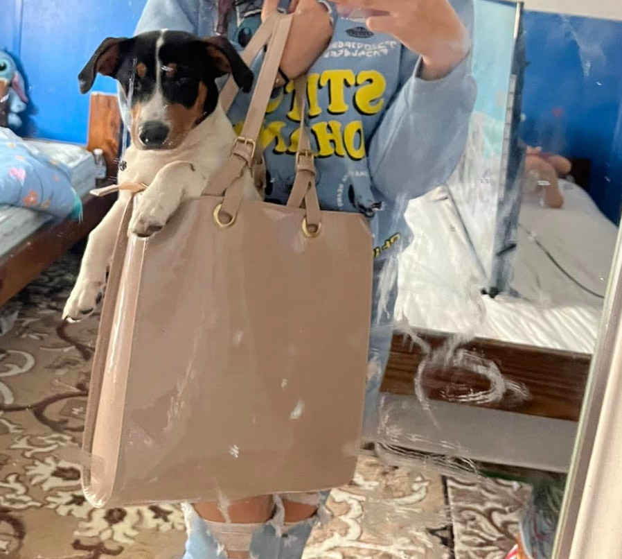 Pet Profile: Bruce