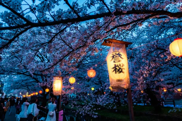 National Cherry Blossom Festival Takes Place in DC